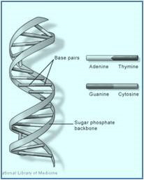 DNA DNA